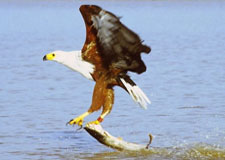 Fish eagle on the Breede River