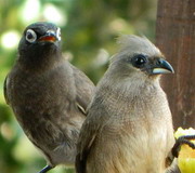 Speckled Mousebird and Cape Bulbul