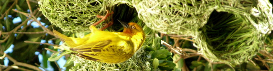 Weaver bird making a nest