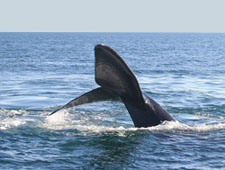 Whale watching in Witsand, South Africa