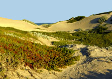 Strolling on the dunes