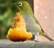 Common Waxbill