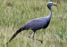 Blue crane