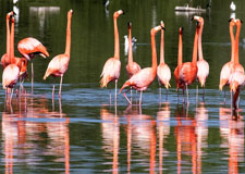 Flamingoes