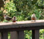 Common Waxbills