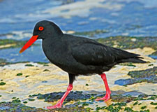 Black Oyster Catcher in De Hoop Nature Reserve