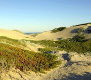 Dunes and vegetation