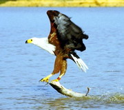 Fish Eagle