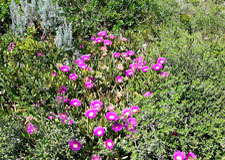 Fynbos in the De Hoop Nature Reserve