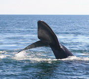 Southern Right Whale