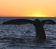 Southern Right Whale