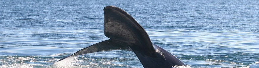 Southern Right Whale