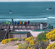 Witsand Whale Nursery