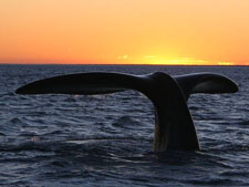 Southern Right Whale