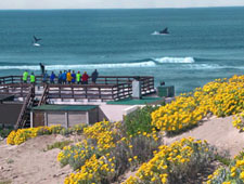 Whale watching in Witsand